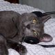 Illustration for article titled You Can Play This Music For Your Cat (And Your Cat May Actually Like It)